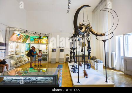 6. August 2017 – Ljubljana, Slowenien – Mammuthus primigenius. Nationalmuseum von Slowenien. Ljubljana. Slowenien, Europa. (Kreditbild: © Mikel Bilbao/Vwpics/VW Pics via ZUMA Wire) Stockfoto