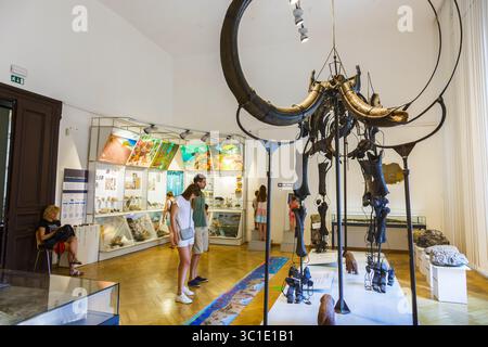 6. August 2017 – Ljubljana, Slowenien – Mammuthus primigenius. Nationalmuseum von Slowenien. Ljubljana. Slowenien, Europa. (Kreditbild: © Mikel Bilbao/Vwpics/VW Pics via ZUMA Wire) Stockfoto