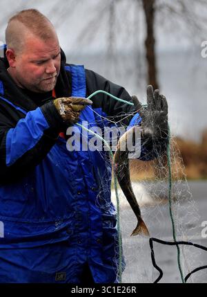 13. April 2010 - Isle, Minnesota, USA - die Mille Lacs-Band der Chippewa-Indianer hat das jährliche Frühlingsnetzwerk von Walleye am Lake Mille Lacs begonnen. PAUL VITATO aus Bad River Wisconsin entfernt ein Walleye aus einem Netz am öffentlichen Zugang von Liberty Beach. Bisher wurden über 100.000 Pfund Fisch von Stammesmitgliedern gefischt. (Kreditbild: Richard Sennott/Minneapolis Star Tribune/TNS via ZUMA Wire) Stockfoto