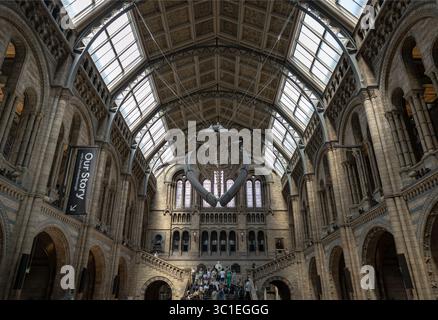 London, Großbritannien - 21. Juli 2025 - die berühmte Hintze Hall im Natural History Museum in London, in der sich das prominente Blauwal-Skelett H befindet Stockfoto