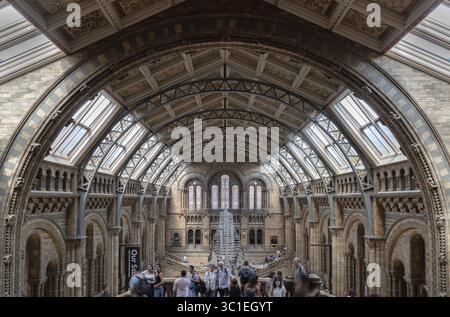 London, Großbritannien - 21. Juli 2025 - die berühmte Hintze Hall im Natural History Museum in London, in der sich das prominente Blauwal-Skelett H befindet Stockfoto