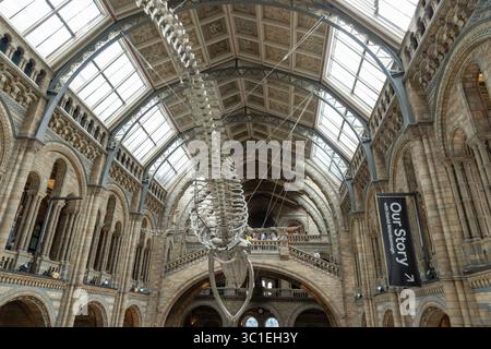 London, Großbritannien - 21. Juli 2025 - das Blauwal-Skelett Hope ist das ikonische Herzstück der Hintze Hall im Natural History Museum in London. Verwenden Sie i Stockfoto