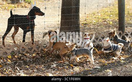 2. November 2018 - Burnsville, MN, USA - Hunde unter 30 Pfund kamen zum Parkzaun, um einen vorbeiziehenden Doberman Pinscher im Alimagnet Hundepark zu besichtigen Freitag, 2. November 2018, in Burnsville, MN... .. Städte stellen keine Haustierlizenzen mehr an Einwohner aus und bezeichnen die Anforderung als ineffektiv und unangetastet in einer Zeit, in der tollwütige Hunde selten in den Nachbarschaften herumstreifen und Tierbesitzer eher auf Facebook oder Mikrochips angewiesen sind, um verlorene Tiere zu finden. Nur die verantwortlichen Haustierbesitzer haben ohnehin Lizenzen bekommen, sagte Jeff Kolb, Mitglied des Crystal City Council, und nur ein paar hundert von Tausenden von Haustierbesitzern Stockfoto
