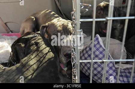 26. November 2012 - Minneapolis, Mn, USA - Minneapolis Animal Control Officers brachten einen der drei Hunde, die die Great Dane Rescue of Minnesota und Wisconsin beherbergen und rehabilitieren werden. Die Hunde laufen nicht alleine und mussten zu einem wartenden Rettungswagen geführt oder getragen werden. Am Montag, den 26. November 2012, trafen sich die drei großen dänen zusammen, um zu ihrem neuen Zuhause zu fahren. /Star Tribune. , Minneapolis Minn. Monday11.26.12) (Bild: Richard Sennott/Minneapolis Star Tribune/TNS via ZUMA Wire) Stockfoto
