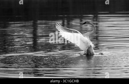 18. April 2016 - Elk River, MN, USA - Ein Trompeter Swan streckt seine Flügel auf einem kleinen Teich bei Tagesanbruch nördlich des Elk River am Montag Morgen aus. Trompeterschwäne sind beeindruckend groß – Männchen sind durchschnittlich über 26 Pfund, was sie zum schwersten fliegenden Vogel Nordamerikas macht. Um so viel Masse in die Höhe zu bringen, benötigen die Schwäne mindestens 100 Meter lange „Landebahn“ mit offenem Wasser: Sie laufen hart über die Oberfläche und klingen fast wie galoppierende Pferde, während sie die Geschwindigkeit für den Start erzeugen. Isle, MN - 18/2016 (Foto: Brian Peterson/Minneapolis Star Tribune/TNS Via ZUMA Wire) Stockfoto