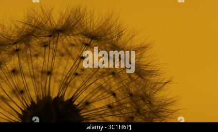 Silhouette eines Löwenzahn-Samenkopfes vor einem leuchtend gelben Hintergrund, Nahaufnahme. Stockfoto
