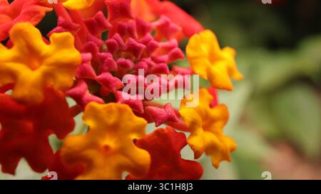 Makroaufnahme eines leuchtenden lantana-Blumenkastens mit roten, rosa und gelben Blüten. Stockfoto
