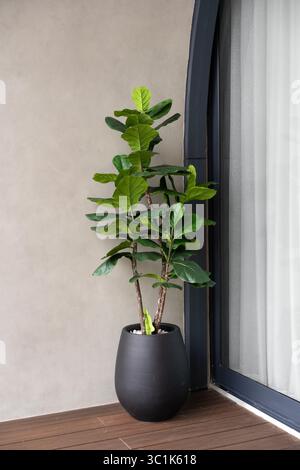 Eine hohe Fiddle Leaf Feigenpflanze (Ficus lyrata) in einem modernen schwarzen Topf an einer neutralen Wand, die der Inneneinrichtung einen Hauch Grün verleiht. Stockfoto