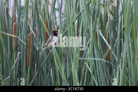 Weaver Bird Macht Traumhaus Stockfoto
