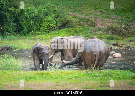 Indische Elefanten, wilde Herde, die ein Bad an einem See in Anakulam nahe Munnar nimmt, Wildtiere Indiens, Elefantenfamilie an einem regnerischen Tag Stockfoto