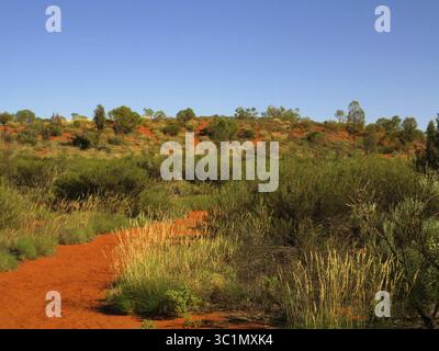 Australischer Busch Mit Blauem Sonnenhimmel, Rotem Sandboden Und Scheinbar Trockenen Grünen Büschen Und Gras. Australisches Outback. Niemand. Heiße Sommerstimmung. Stockfoto
