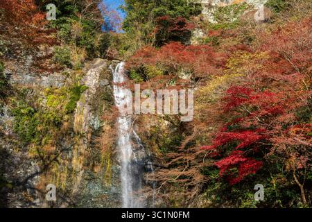 Die majestätischen Minoh Falls, die eine Klippe hinunterragen, wunderschön eingerahmt von farbenfrohen Herbstlaub im Minoh Park. Minoh, Osaka, Japan. Stockfoto