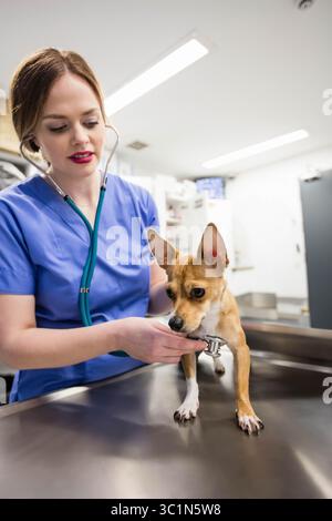 Tierärztin untersucht kleinen braunen und weißen Hund mit Stethoskop auf Stahltisch im Untersuchungsraum Stockfoto