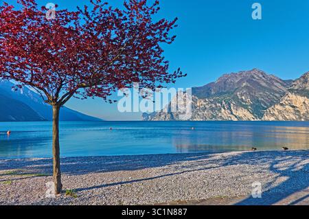 Blick auf einen lebendigen rotblättrigen Baum, der Schatten am Kiesstrand wirft, mit Blick auf den ruhigen blauen See und die zerklüfteten Berge, Torbole, Trentino-Südtirol, Italien. Stockfoto