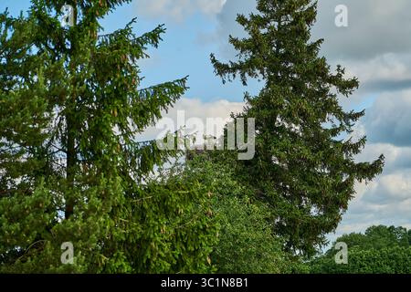 Schwarz-weißer Storch, Ciconia ciconia, sitzt auf einem Baum in einem üppig grünen Wald in Litauen, den baltischen staaten, Osteuropa, an einem Sommertag, nimmt Stockfoto