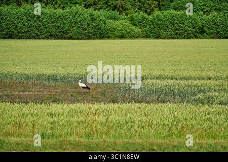 Schwarzweiß-Storch, Ciconia ciconia, spazieren durch eine üppige grüne Wiese in Litauen, den baltischen staaten, Osteuropa, an einem Sommertag auf der Suche nach Stockfoto