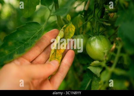 Der Landwirt inspiziert sorgfältig ein vergilbendes Tomatenblatt und überprüft auf Anzeichen einer frühen Fäule oder andere Krankheiten, die die Gesundheit und den potenziellen Ertrag der Pflanze beeinträchtigen Stockfoto