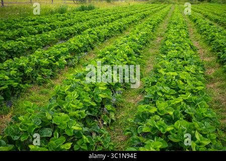 Lange Reihen lebendiger grüner Erdbeerpflanzen, die auf einer Farm gedeihen und eine reichliche Ernte saftiger roter Beeren versprechen, schaffen eine malerische Landschaft landwirtschaftlicher Schönheit und Nahrung Stockfoto