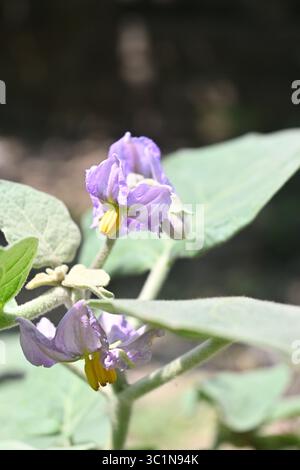 Wunderschöne Brinjal Blume im Küchengarten Stockfoto