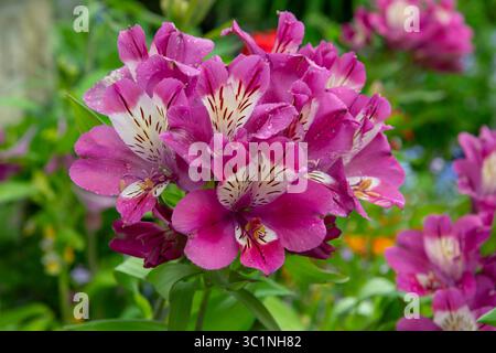 Alstroemeria „Summer Chic“, eine mehrjährige Gartenpflanze mit violetten und weißen Blüten im Sommer. Stockfoto