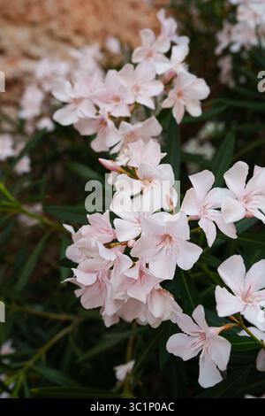 Zarte hellrosa Blüten des Oleanders (Nerium Oleander) in voller Blüte. Oleander ist eine giftige Staudenpflanze. Stockfoto