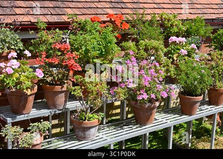 Ausstellung von Topfpflanzen mit duftendem pelargonium im UK-Garten Juli Stockfoto