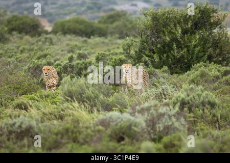 Zwei Gepardenbrüder ( Acinonyx jubatus) auf der Suche nach Beute, Shamwari Private Game Reserve, Südafrika. Stockfoto