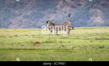 Plains Zebra, equus Quagga, equus burchellii, gemeinsame Zebrakämpfe, Shamwari Private Game Reserve, Südafrika. Stockfoto