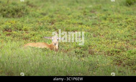 Ein neugeborener Springbock ( Antidorcas Marsupialis), Shamwari Private Game Reserve, Südafrika. Stockfoto