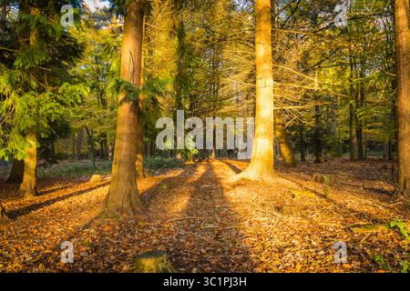 Die herbstliche Sonne wirft lange Schatten durch einen Waldweg, der mit gefallenen Blättern bedeckt ist, und schafft eine warme und ruhige Waldszene Stockfoto