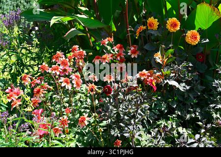 Gemischte Dahlien in leuchtenden Farben und Laub als Teil eines heißen Farbschemas im Juli UK Stockfoto