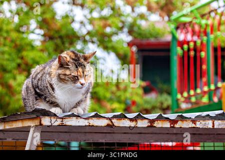 Eine Katze in La Bocca Buenos Aires Stockfoto