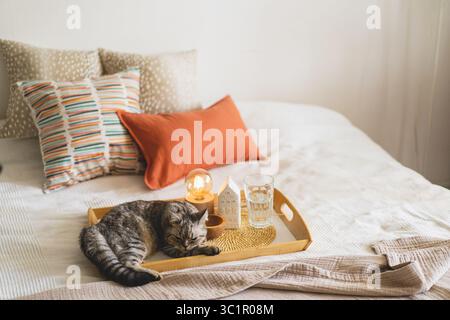 Niedliche Katze der Schottischen gerade und Leinen Kissen auf einem weißen Bett mit Wohnkultur. Stockfoto
