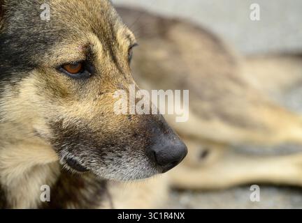 Nahaufnahme des Gesichts eines Deutschen Schäferhundes, das einen aufmerksamen Ausdruck einfängt, während ein anderer Hund friedlich im verschwommenen Hintergrund ruht und ein s erzeugt Stockfoto