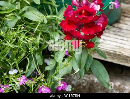 Ein warmer Juli und eine Hummel ernährt sich von Snapdragon Blumenköpfen in Nidderdale, North Yorkshire auf 900 Fuß Stockfoto