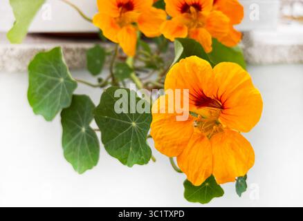 Wunderschöne orange Kapuzinerknotenblüten auf dem Balkon. Zierpflanzen und Heilpflanzen. Gartenkonzept. Stockfoto