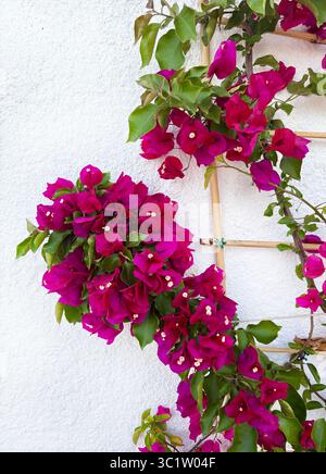Wunderschöne rosa Bougainvillea Blumen an einer weißen Wand. Meeresblumen. Gartenkonzept. Stockfoto