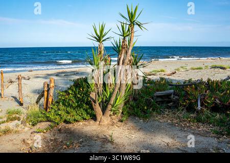 Tropischer Strand mit Palmen und Meer auf korsika Insel Stockfoto