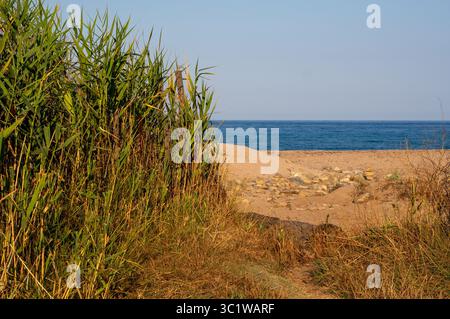 Sanddünen und Gras des Küstenweges des Meeres auf Korsika Island frankreich Stockfoto