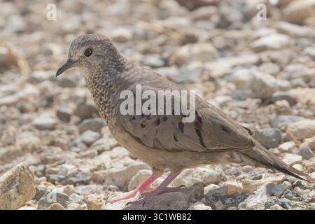 Common Ground Dove (Columbina passerina), nahe, auf dem Boden, Antigua und Barbuda, Westindien. Stockfoto
