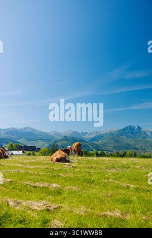 Kühe, die am sonnigen Tag in Mountain Meadow ruhen Stockfoto