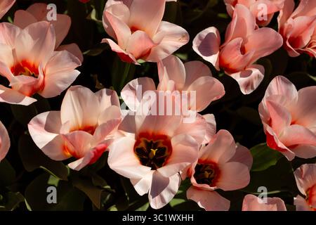 Eine wunderschöne Darstellung von rosa Tulpen, die anmutig blühen in einer wunderschönen Gartenumgebung Stockfoto