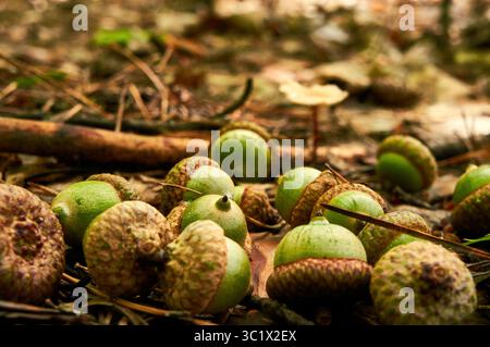 Eine Nahaufnahme einer Sammlung Eicheln, die über einen Waldboden verstreut sind. Die Eicheln sind in verschiedenen Grün- und Brauntönen gehalten, einige zeigen Zeichen o Stockfoto