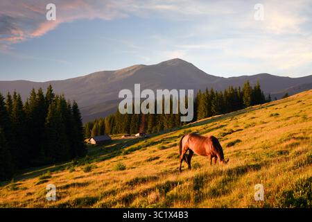 Sommerabend auf Bergwiesen mit braunem Pferd und Holzhütte. Landschaftsfotografie Stockfoto