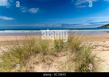 Sand Dune Outlook: Blick von den Braunton Burrows Sand Dunes mit Blick auf Bideford Bay, mit Marram Grass, Nachtkerzenblumen und Blue Sky. Stockfoto