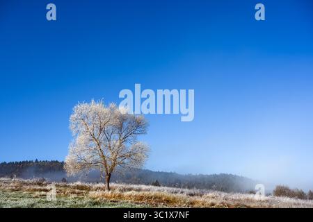 Gras mit Morgenfrost umgibt einen einsamen Baum im nebligen Herbsttal. Gefrorenes Feld und alpine Landschaft unter tiefblauem Himmel. Landschaftsfotografie Stockfoto