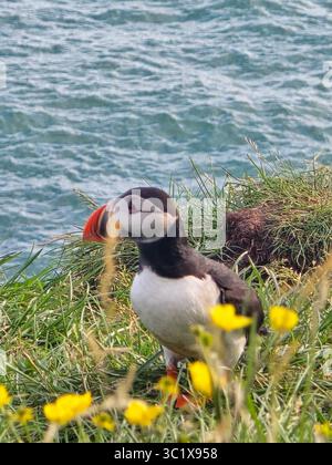Ein lebendiger Papageientaucher thront auf einer üppig grünen Klippe, umgeben von hellen Wildblumen, mit dem glitzernden Ozean im Hintergrund unter einem klaren blauen Himmel. Stockfoto