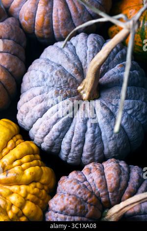 Nahaufnahme von mehrfarbigen schwarzen Futsu Kürbissen mit faltiger Hautstruktur. Organische Oberfläche, ideal für kreative Herbsthintergründe oder rustikale Speisen Stockfoto
