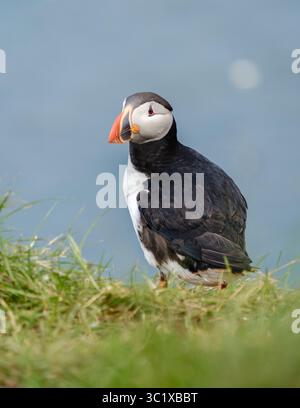 Puffin thront anmutig auf üppigem grünem Gras und überblickt die faszinierende blaue Küste Islands. Es verkörpert die Schönheit der Natur in dieser ruhigen Landschaft. Bakkagerd, East Iceland, Puffins. Stockfoto