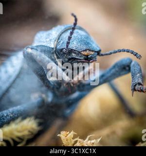 28. März 2018 - Tifton, Georgia, USA - Eisenkäfer oder blauer Todeskäfer (Kreditbild: © Edwin Remsberg / Vwpics/VW Pics via ZUMA Wire) Stockfoto